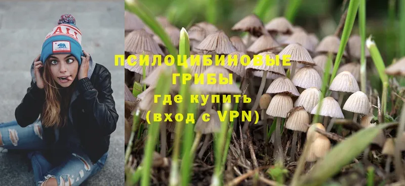 наркота  Ступино  Галлюциногенные грибы Psilocybe 